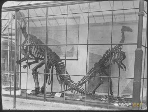 Squelettes de dinosaures (Bruxelles)